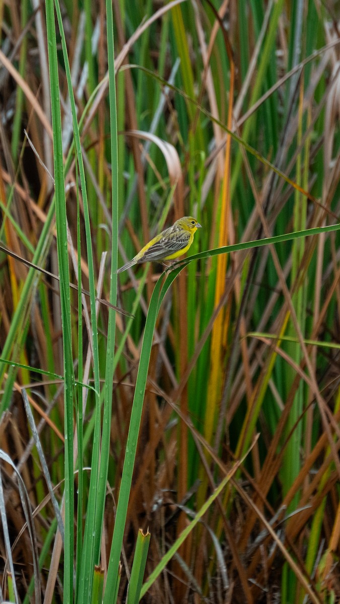 Короткоклювый зерноед - ML645823518