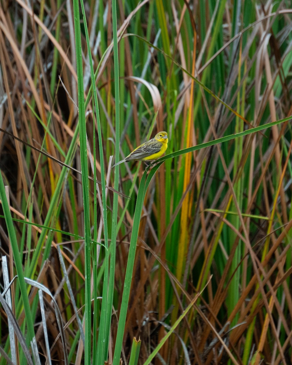 Короткоклювый зерноед - ML645823519