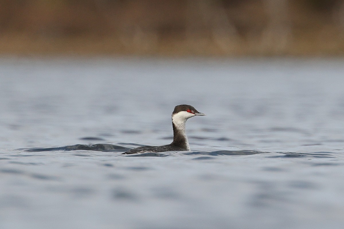 Txilinporta urrebelarria - ML645823610