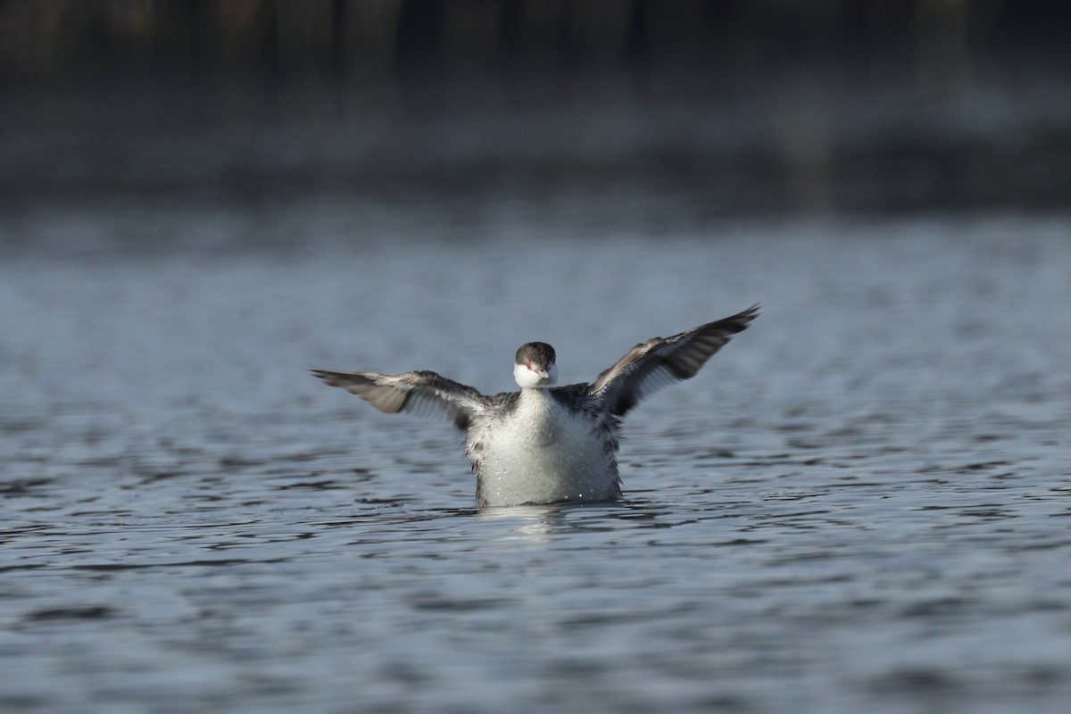 Txilinporta urrebelarria - ML645823611