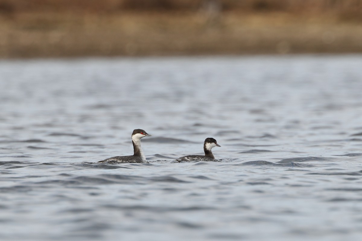 Txilinporta urrebelarria - ML645823612