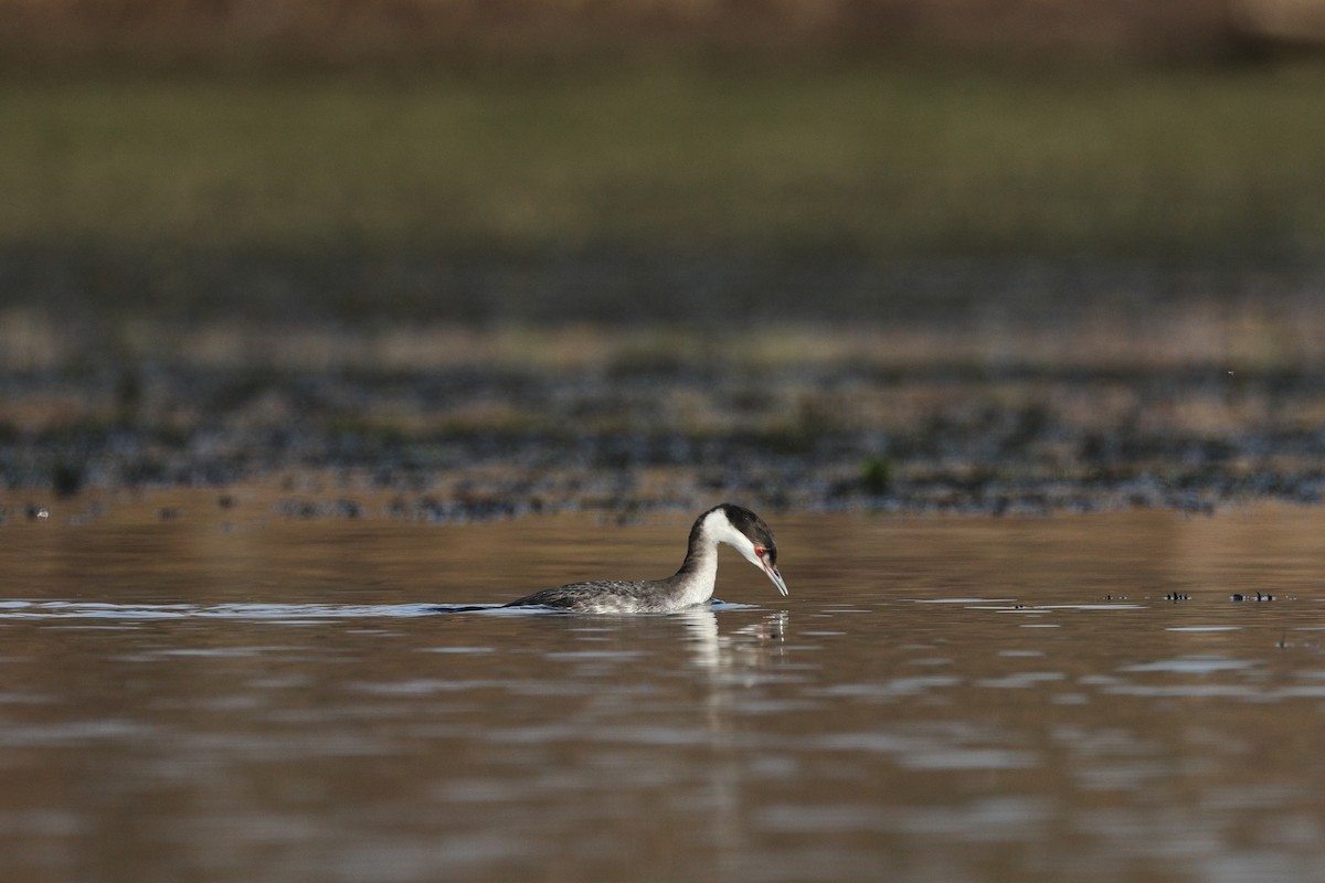 Txilinporta urrebelarria - ML645823614