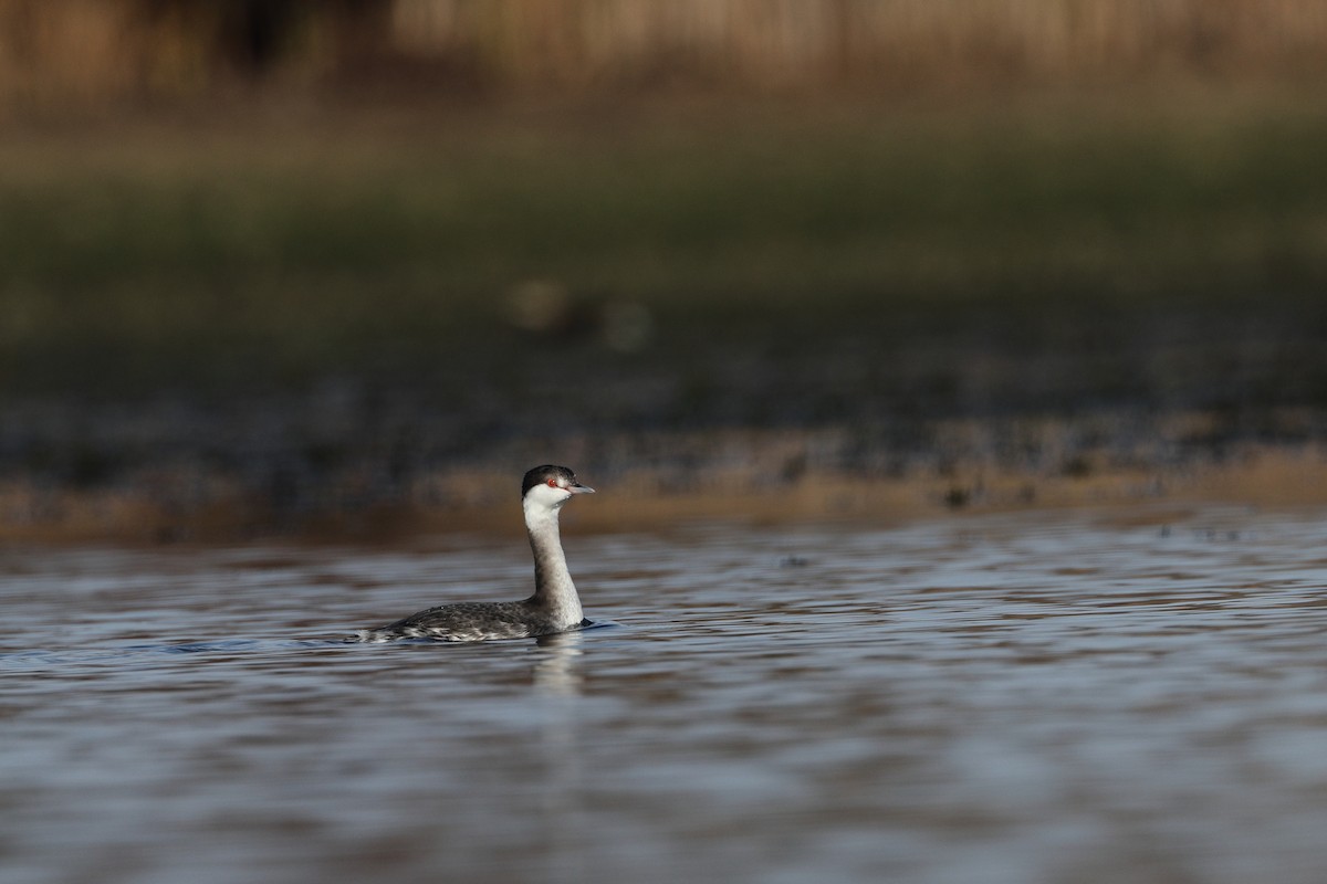 Txilinporta urrebelarria - ML645823615
