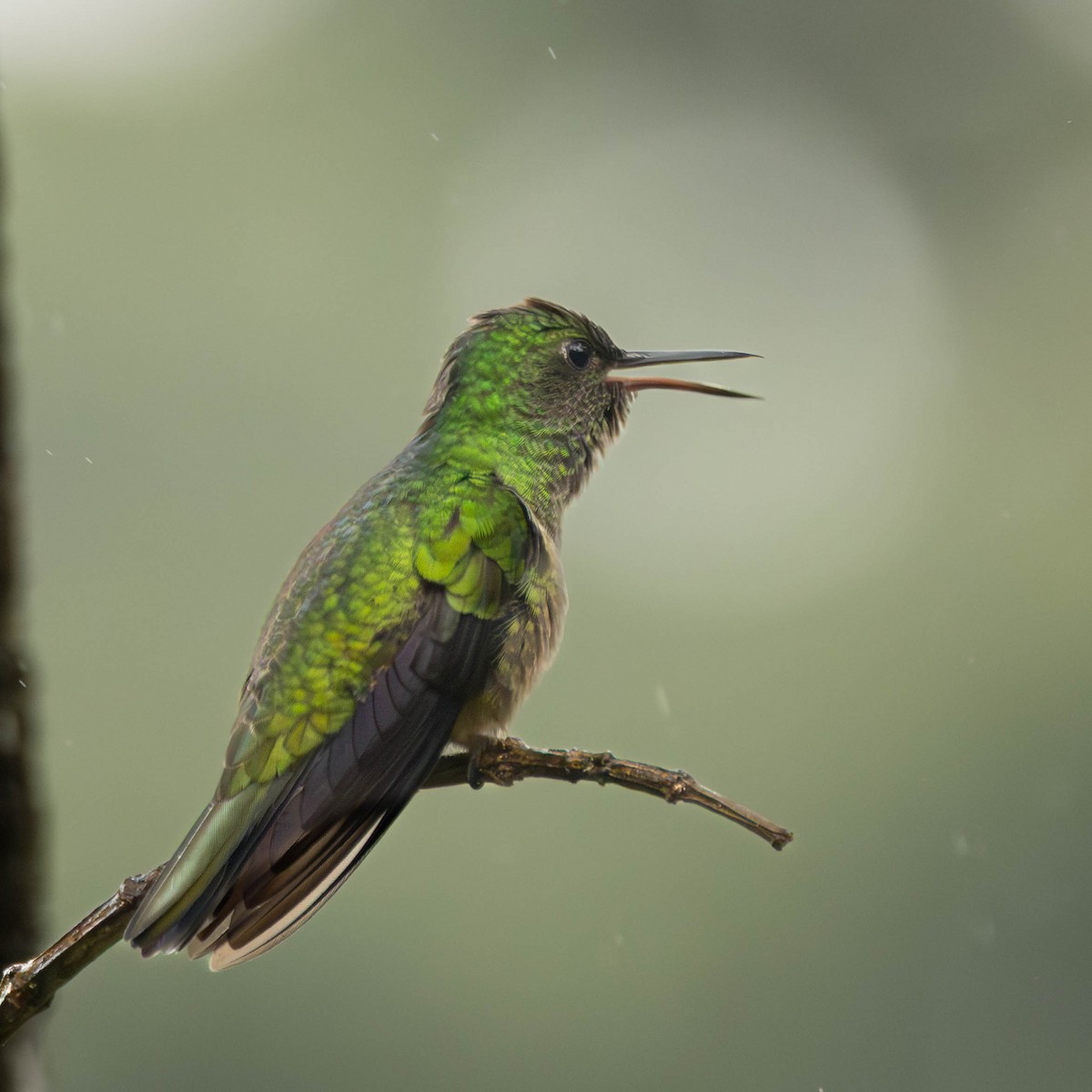 Scaly-breasted Hummingbird - ML645823617