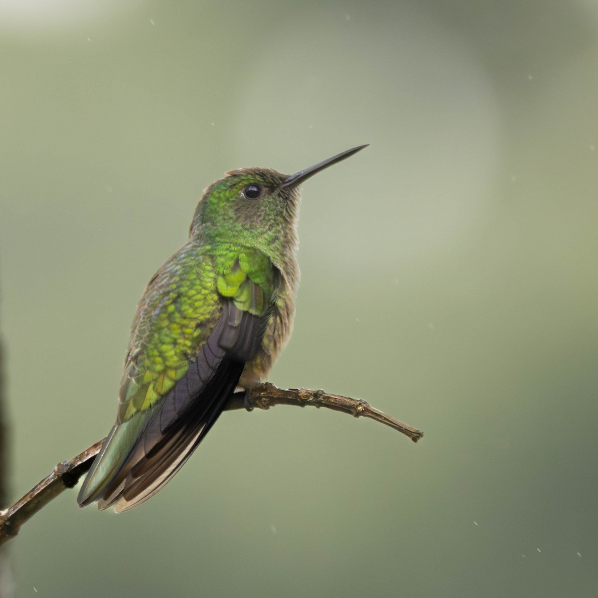 Scaly-breasted Hummingbird - ML645823619