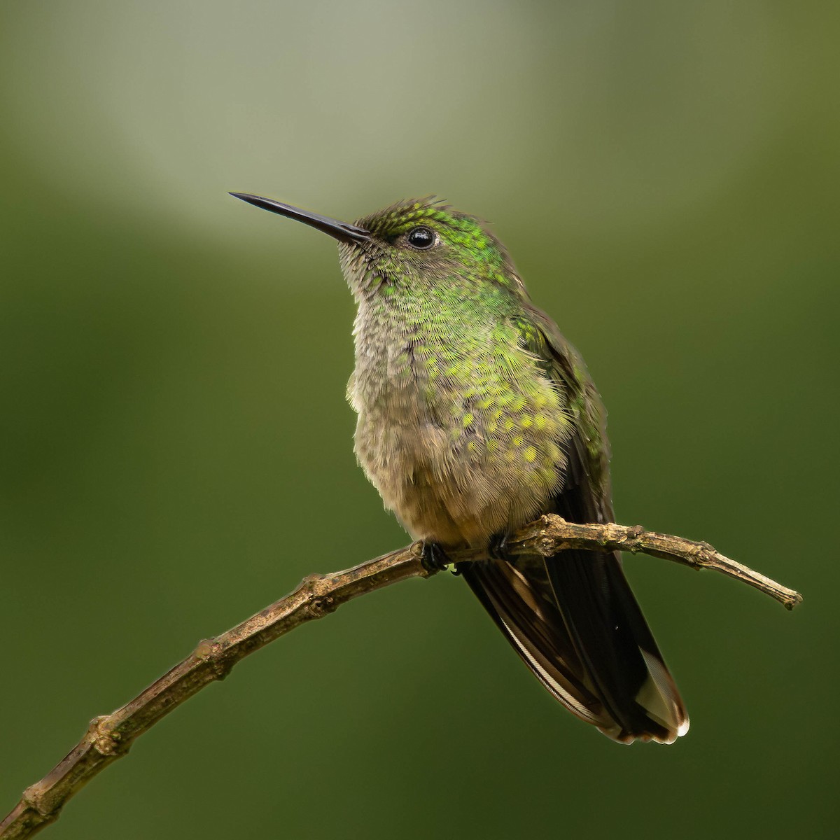 Scaly-breasted Hummingbird - ML645823620