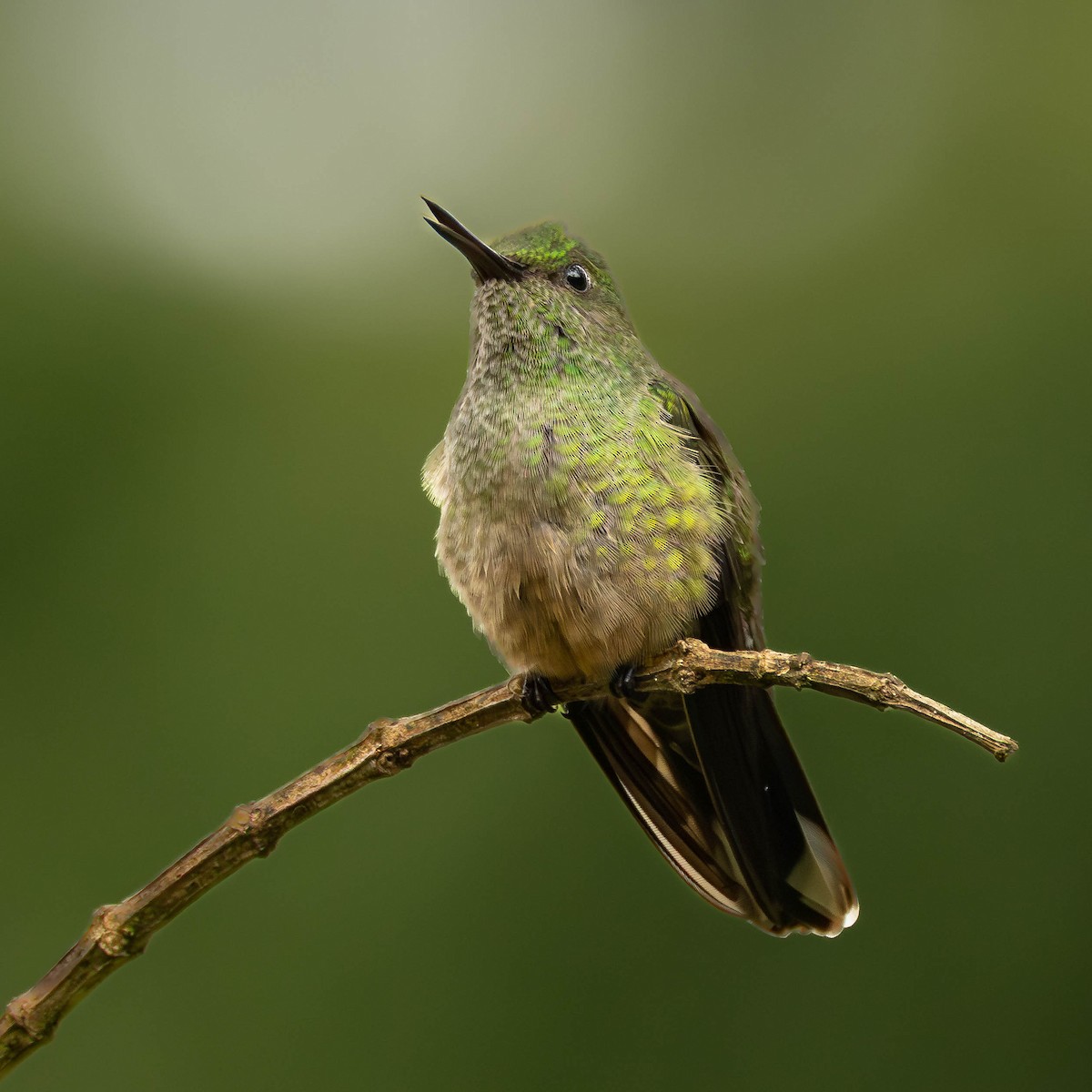Scaly-breasted Hummingbird - ML645823621
