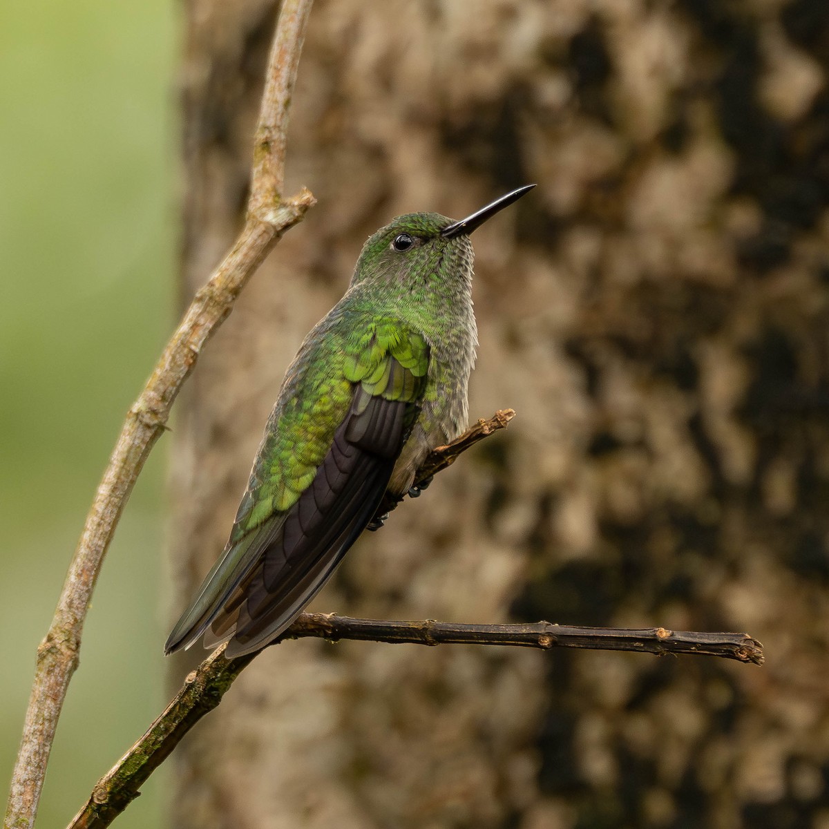 Scaly-breasted Hummingbird - ML645823622