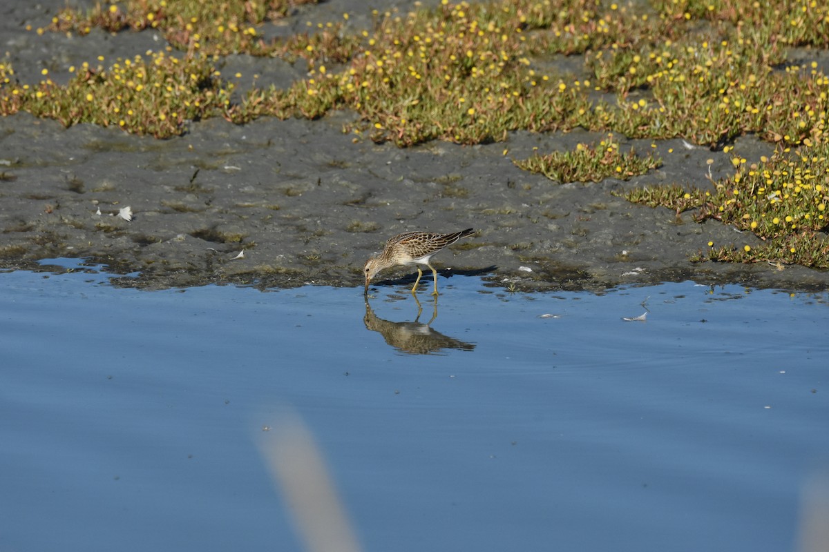 Дутыш - ML645823626