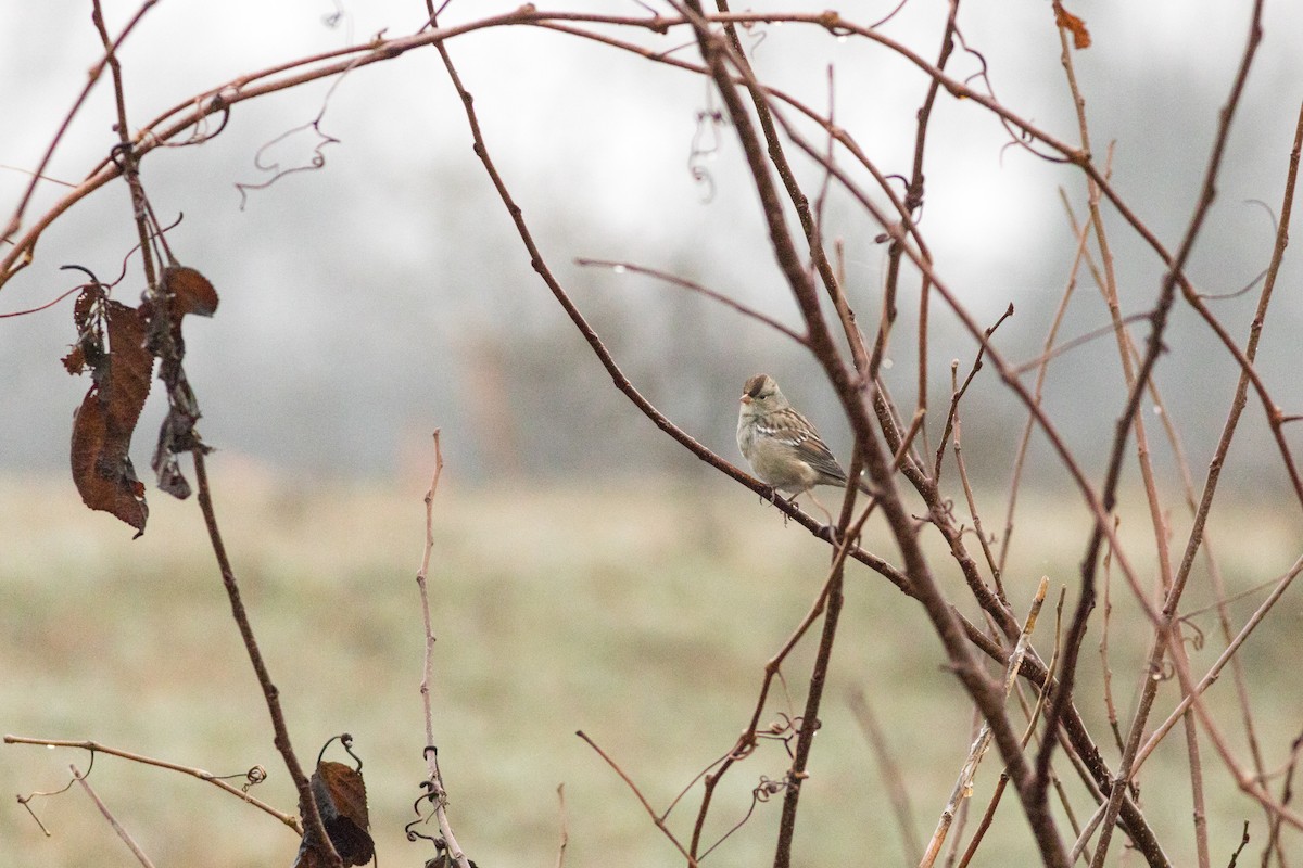 White-crowned Sparrow - ML645823637