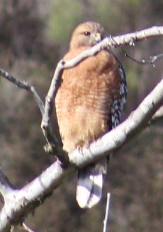 Busardo Pechirrojo - ML645823638