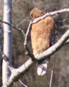 Busardo Pechirrojo - ML645823639