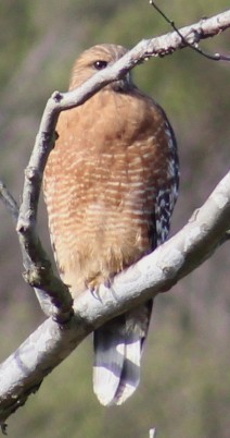 Busardo Pechirrojo - ML645823640