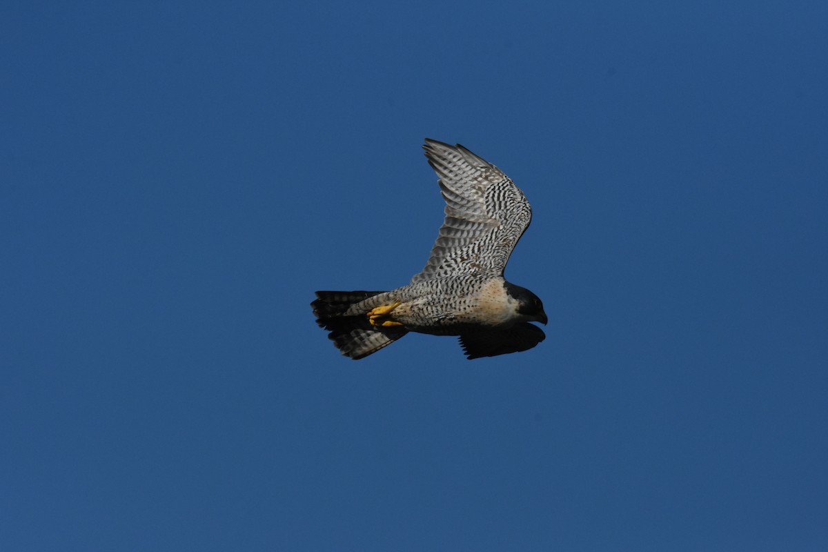 sokol stěhovavý - ML645823641