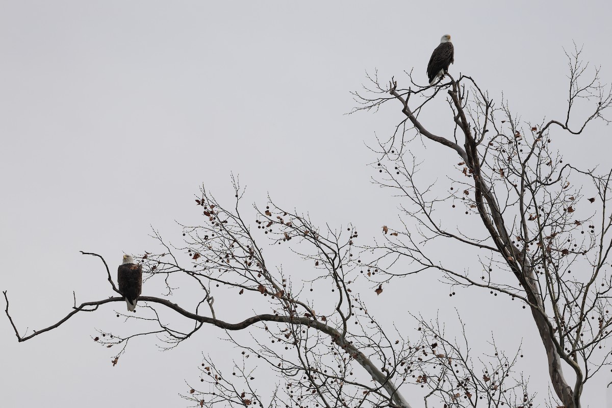 ハクトウワシ - ML645823642