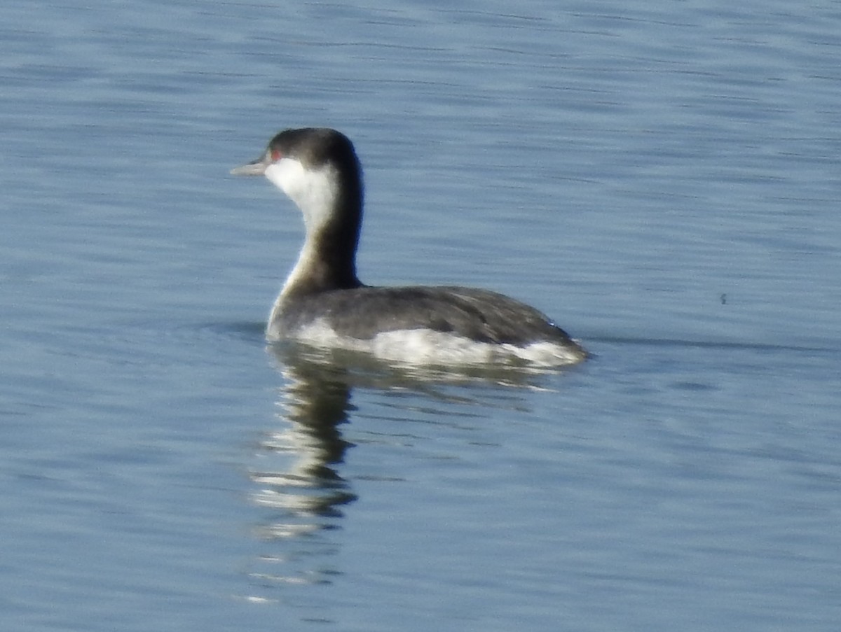 Txilinporta urrebelarria - ML645823644