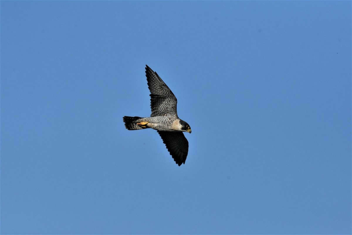 sokol stěhovavý - ML645823652