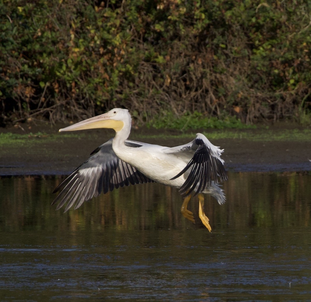 Amerika Pelikanı - ML645823653