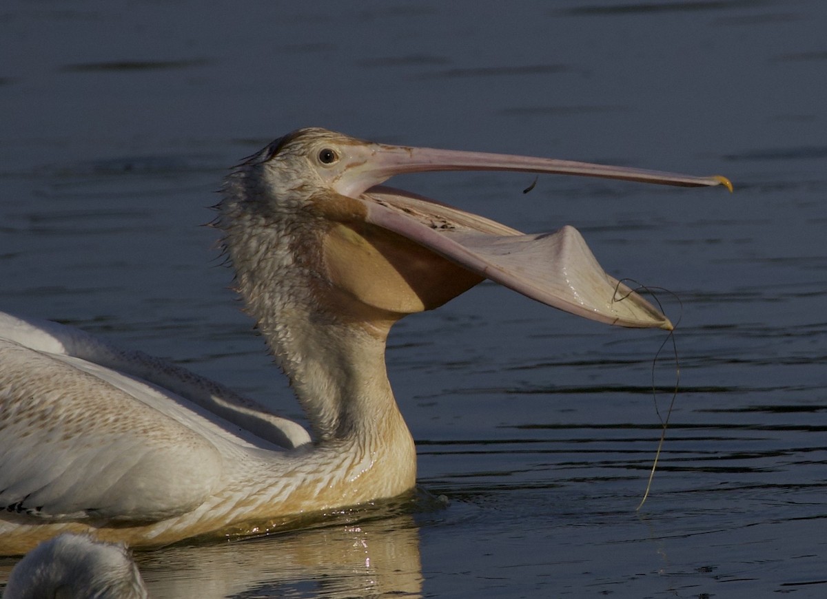 Amerika Pelikanı - ML645823654