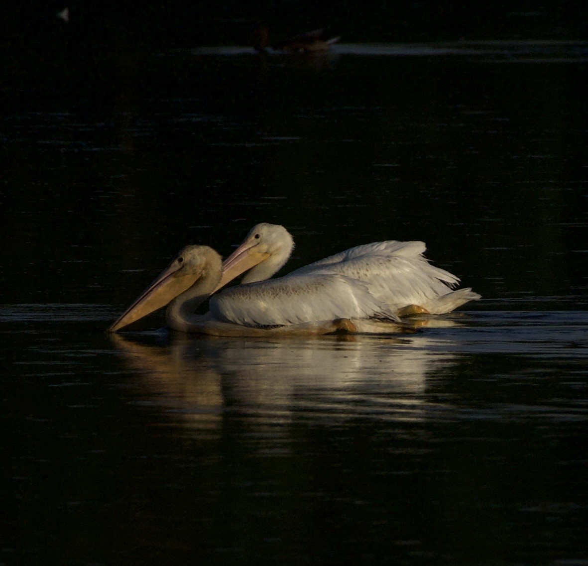 Amerika Pelikanı - ML645823655