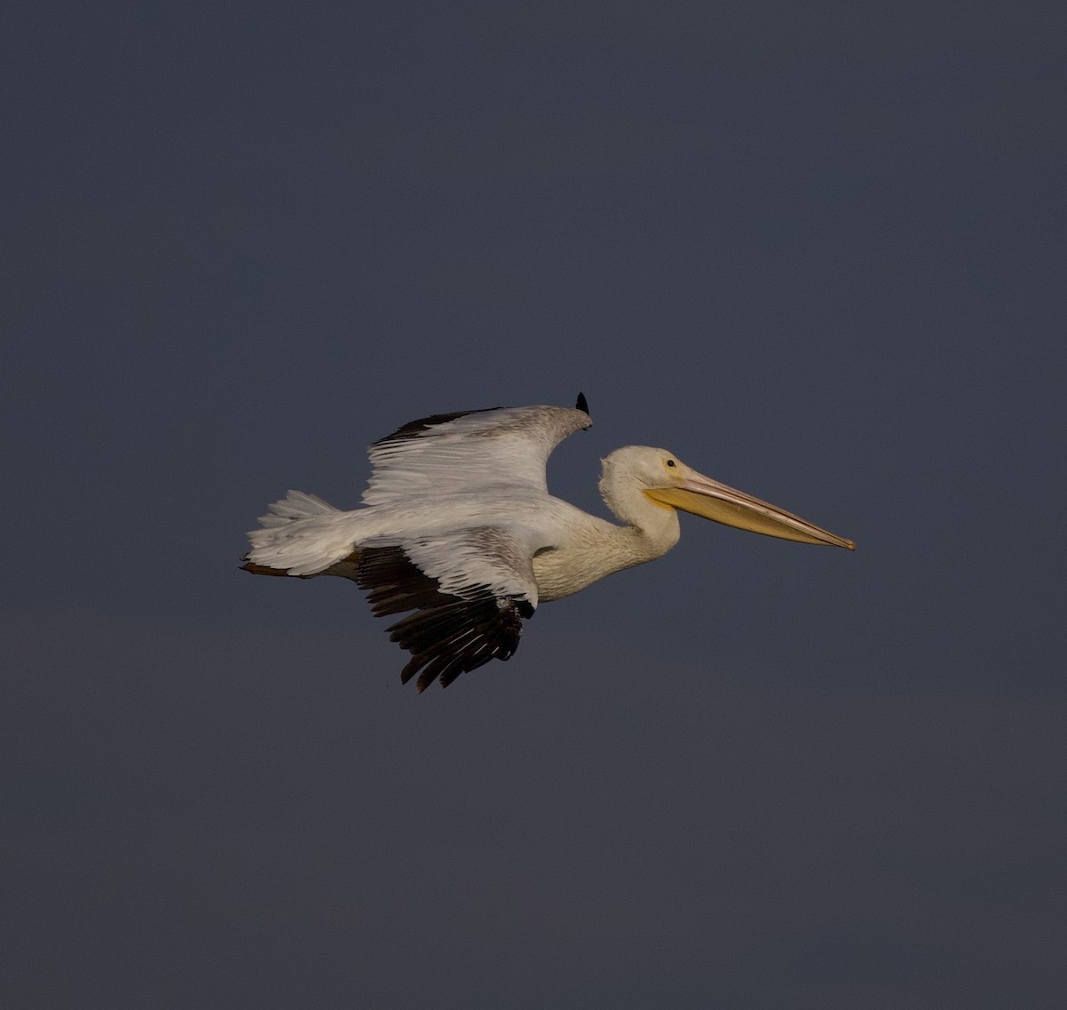 Amerika Pelikanı - ML645823656