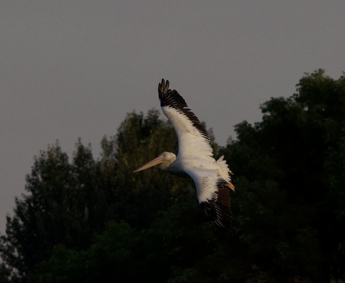 Amerika Pelikanı - ML645823657