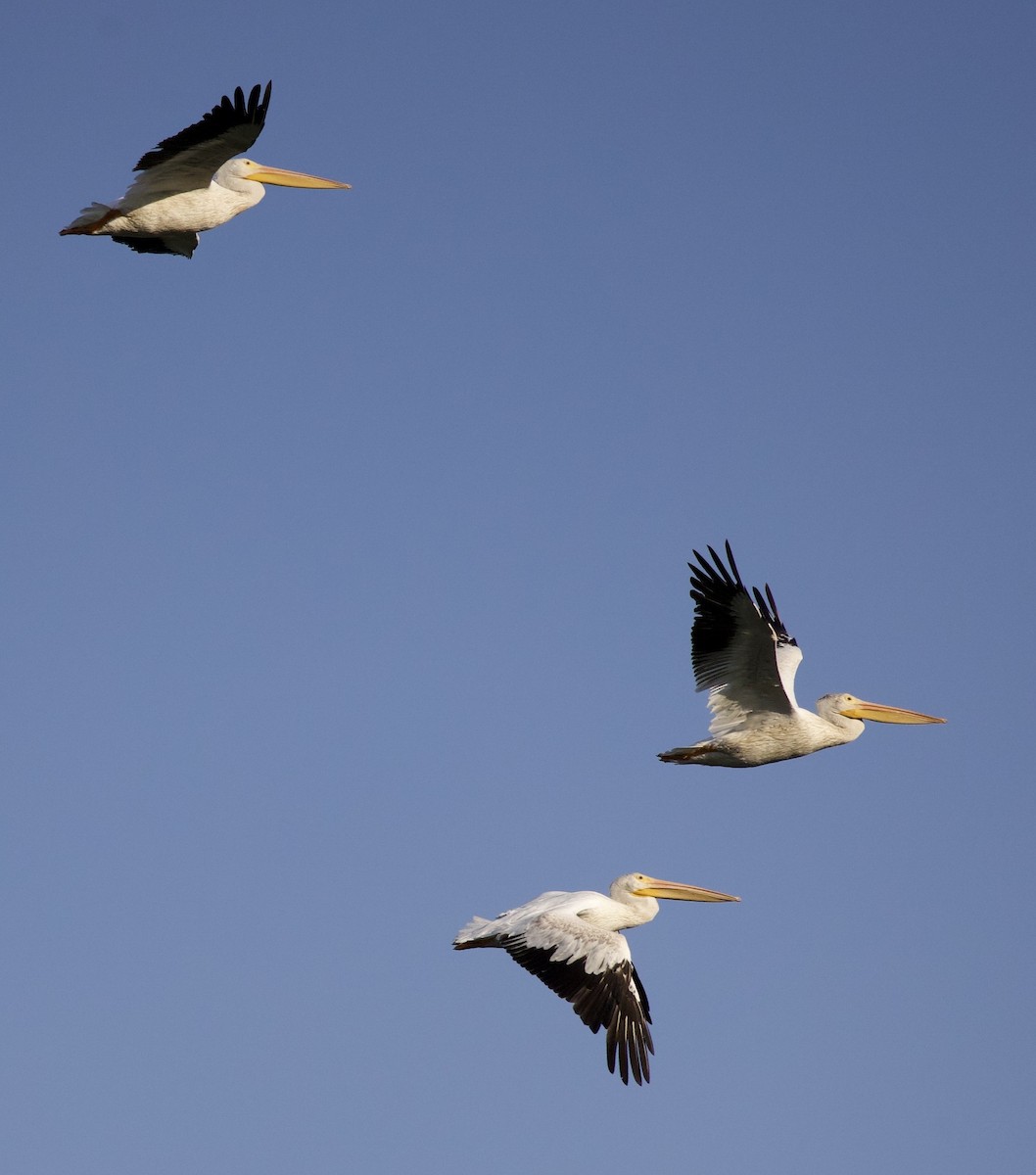 Amerika Pelikanı - ML645823658