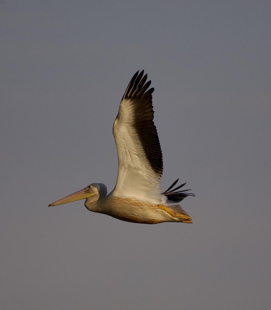 Amerika Pelikanı - ML645823659