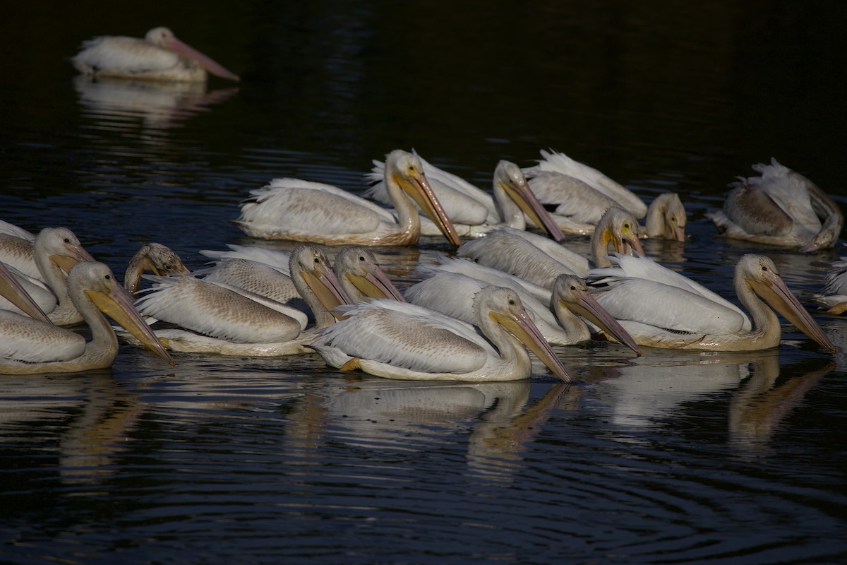 Amerika Pelikanı - ML645823660