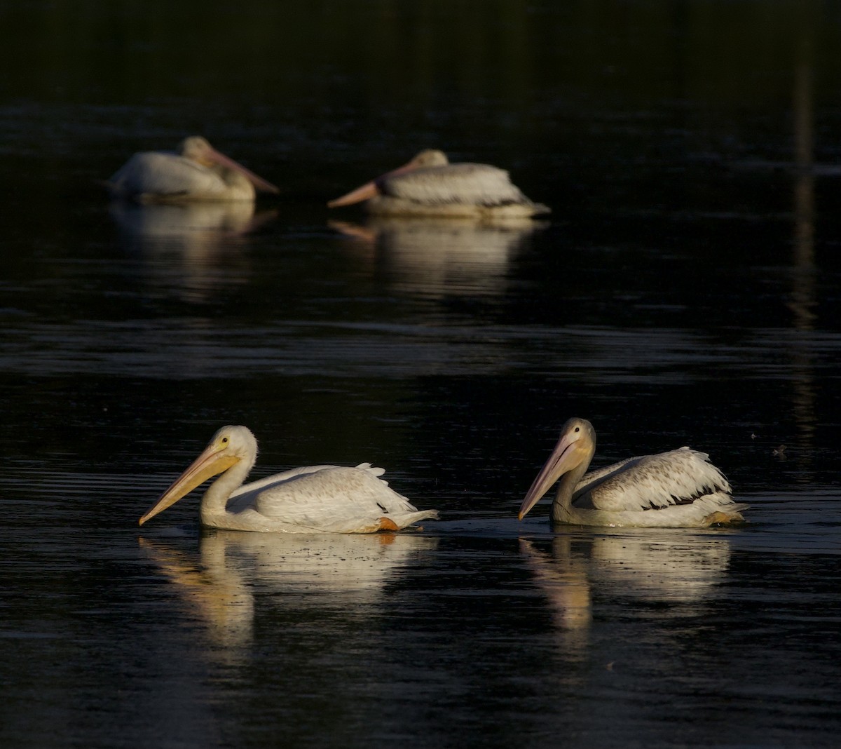 Amerika Pelikanı - ML645823661