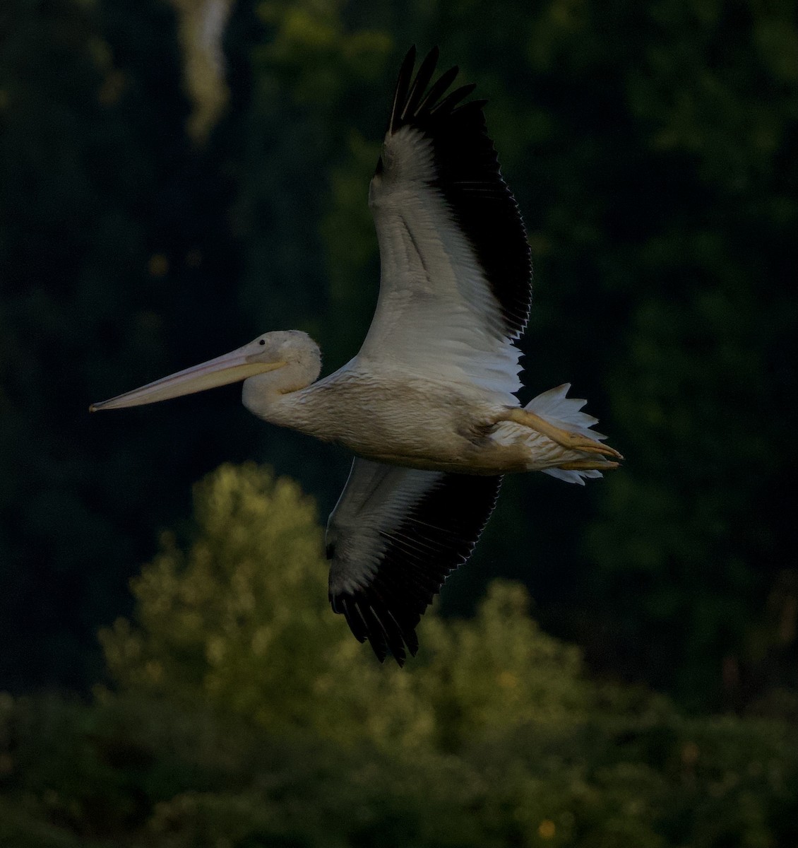 Amerika Pelikanı - ML645823662