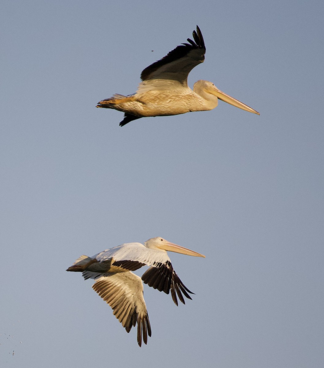 Amerika Pelikanı - ML645823663