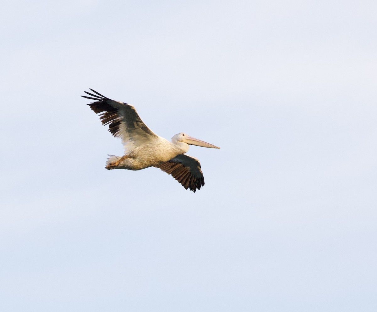 Amerika Pelikanı - ML645823664