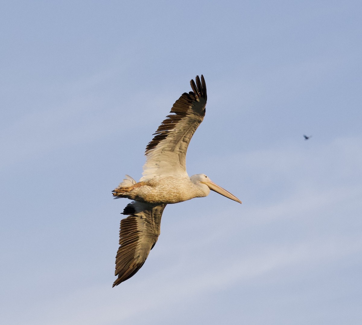 Amerika Pelikanı - ML645823665