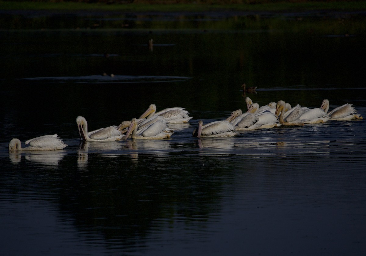 Amerika Pelikanı - ML645823666