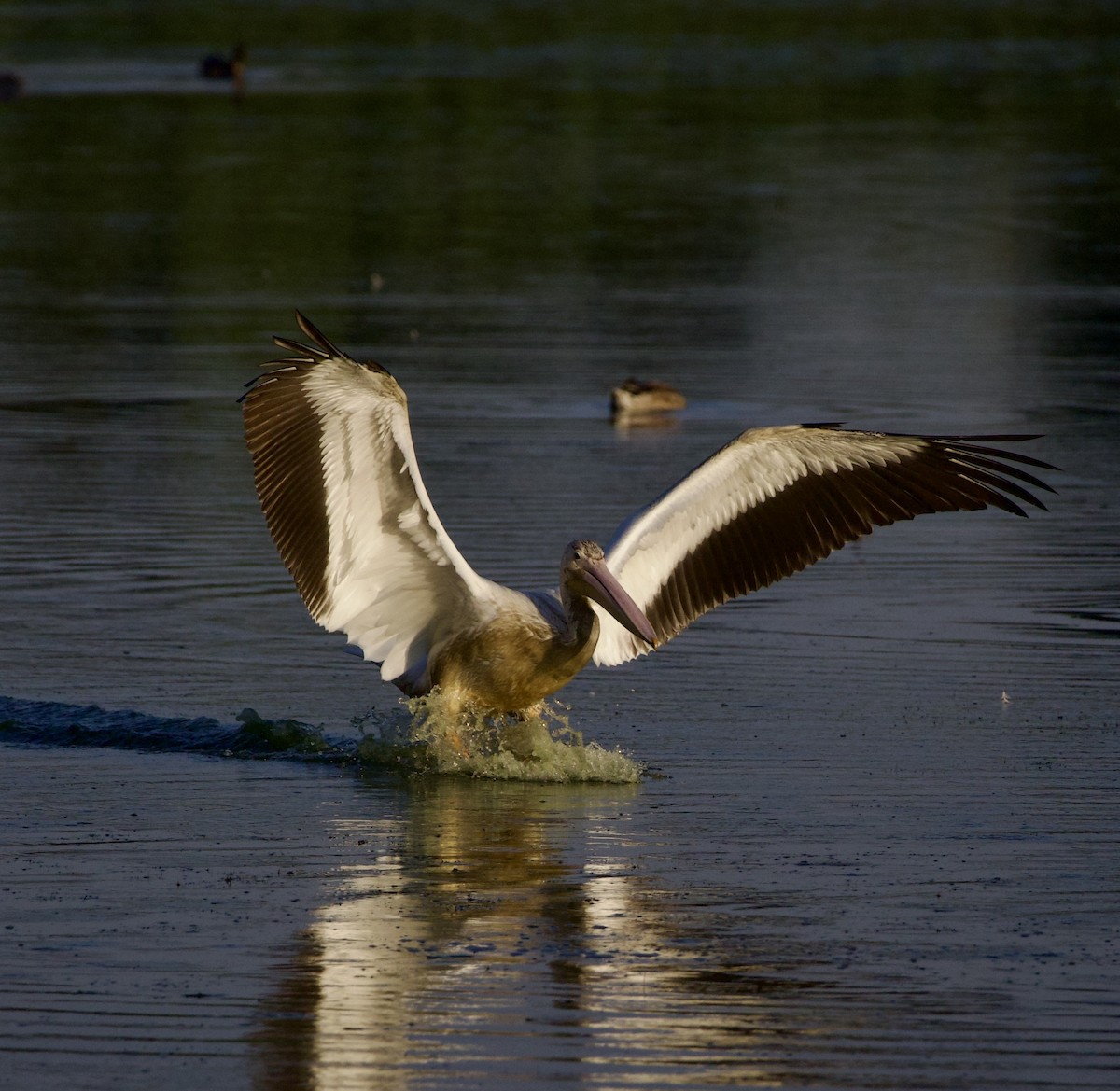 Amerika Pelikanı - ML645823667