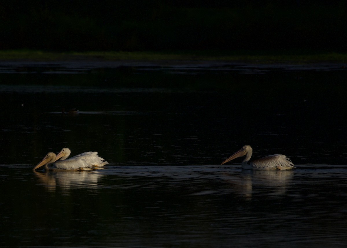 Amerika Pelikanı - ML645823668