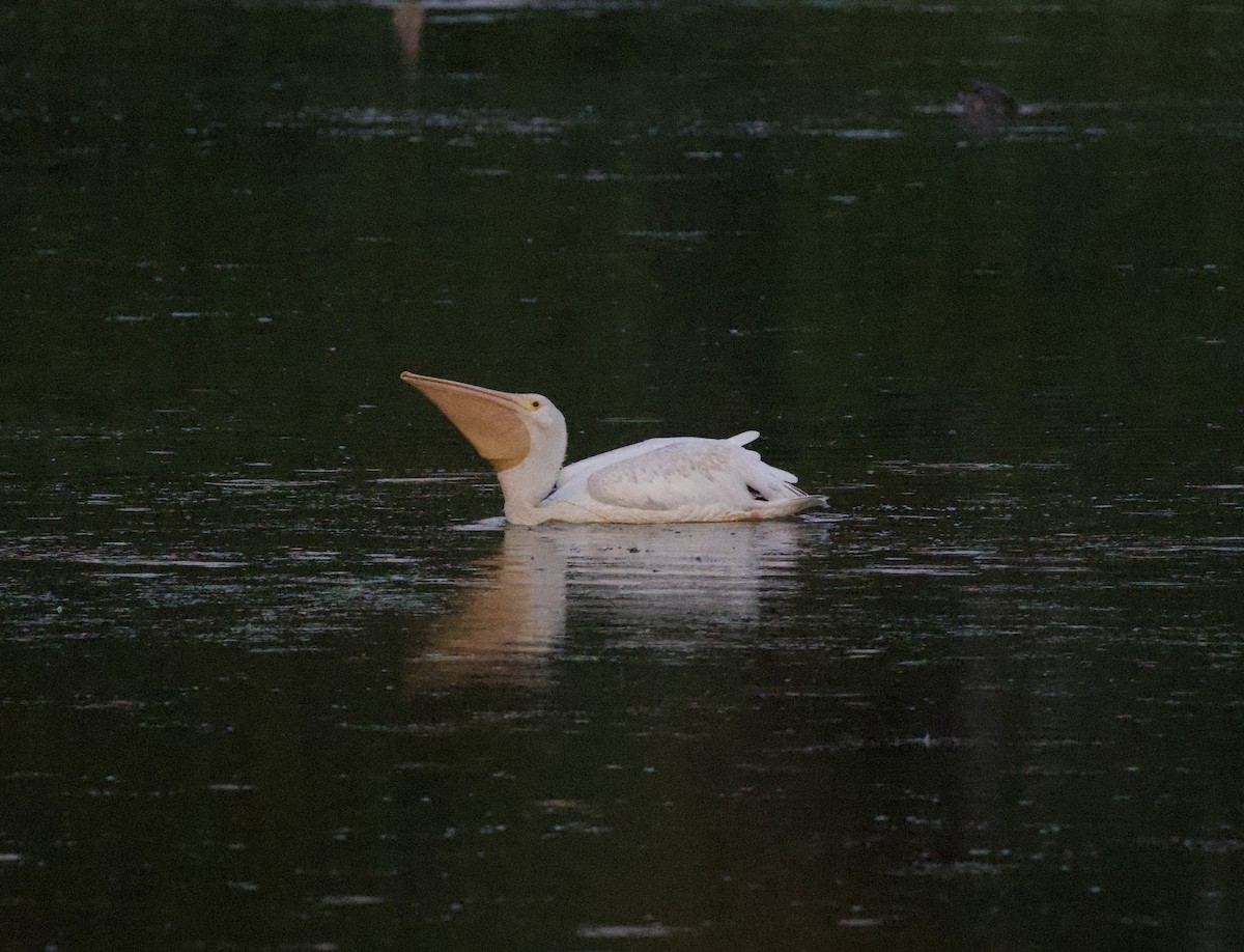 Amerika Pelikanı - ML645823669