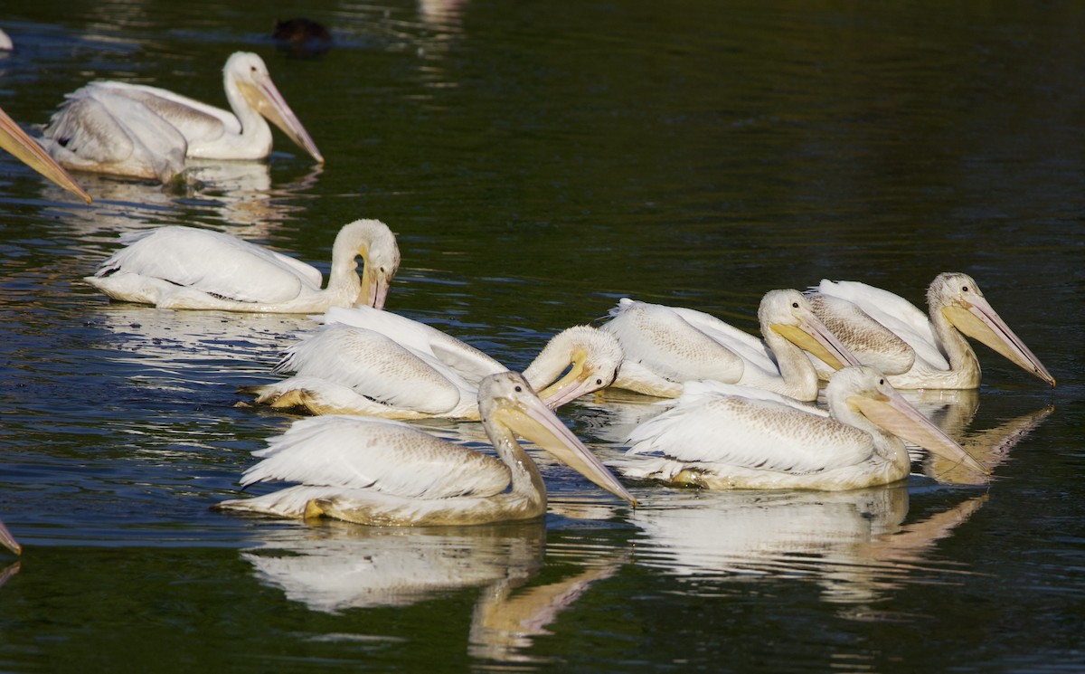 Amerika Pelikanı - ML645823670