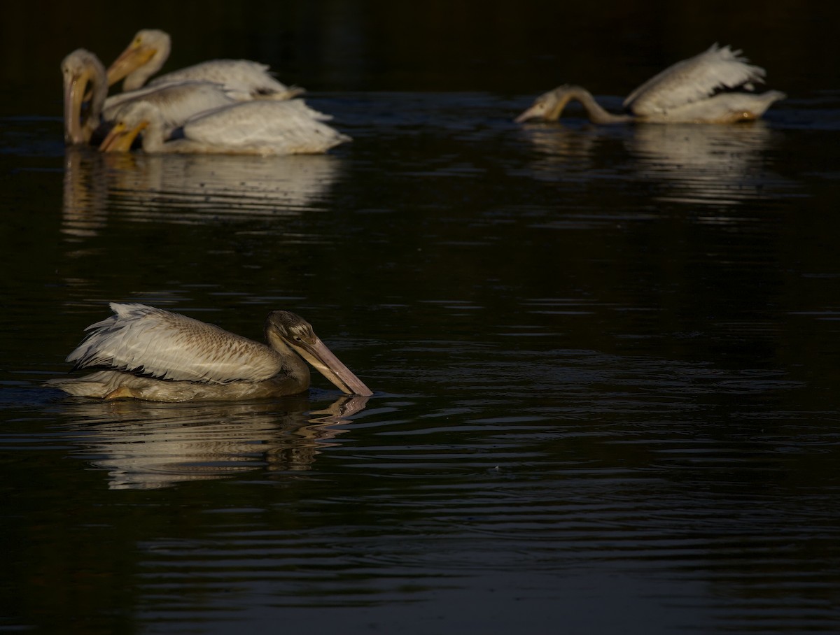 Amerika Pelikanı - ML645823671