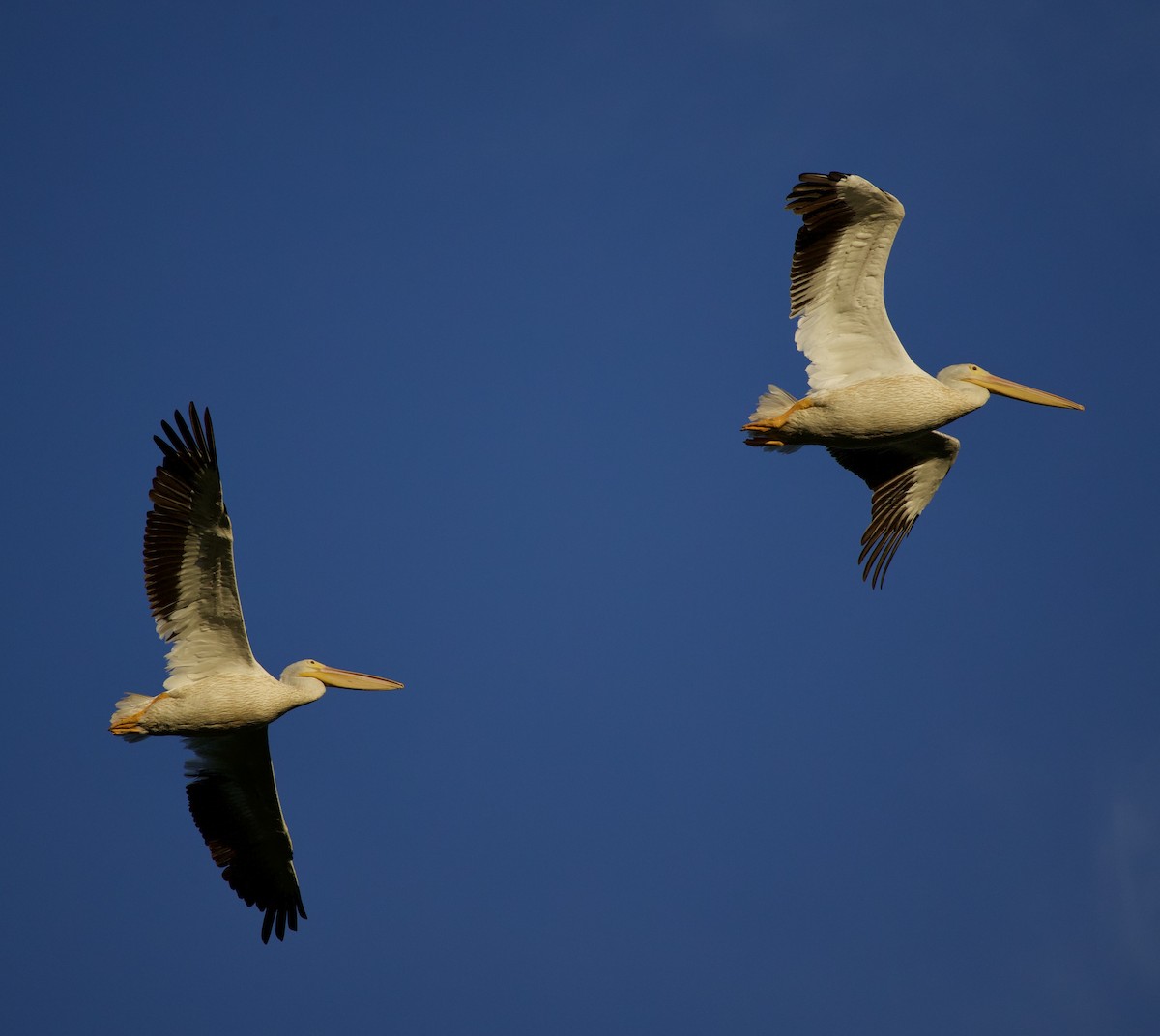 Amerika Pelikanı - ML645823672