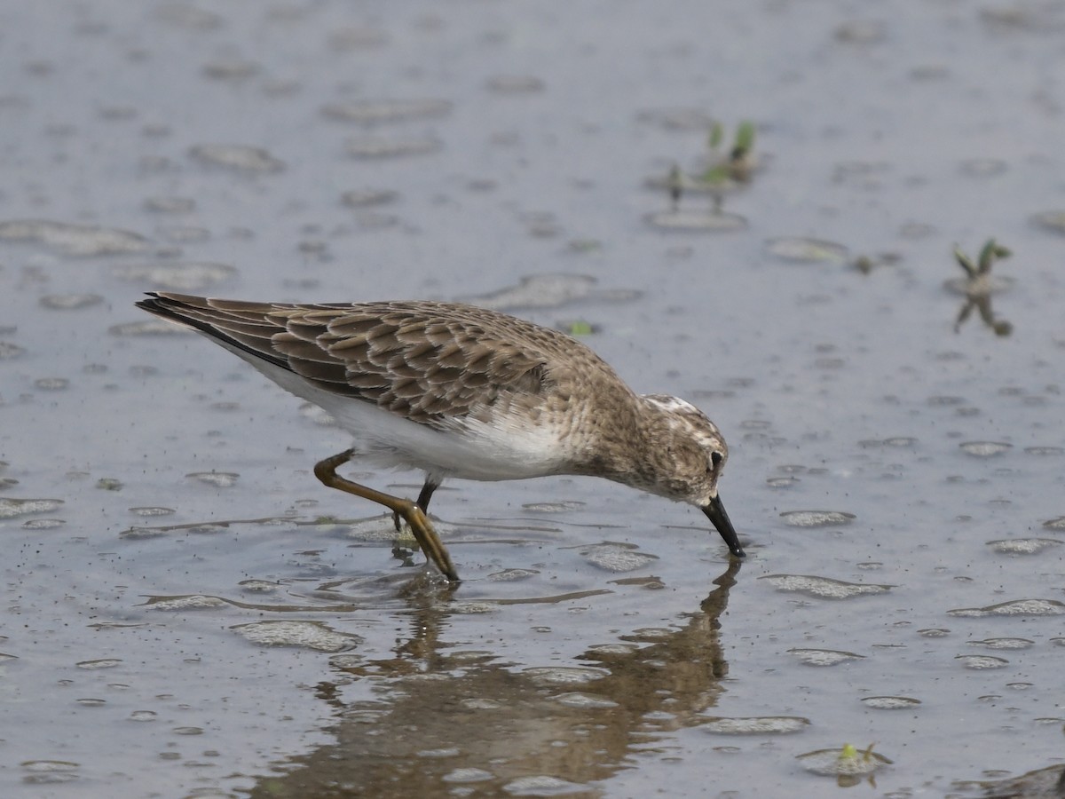 Correlimos Menudillo - ML645823690