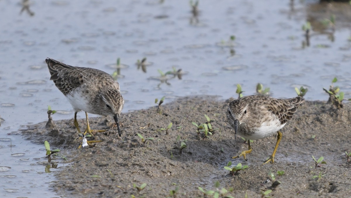 Correlimos Menudillo - ML645823691