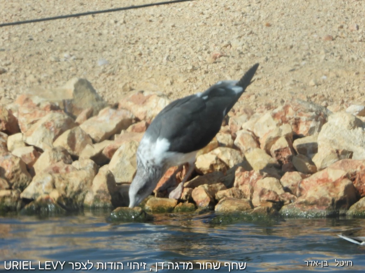 Zafferano - ML645823692