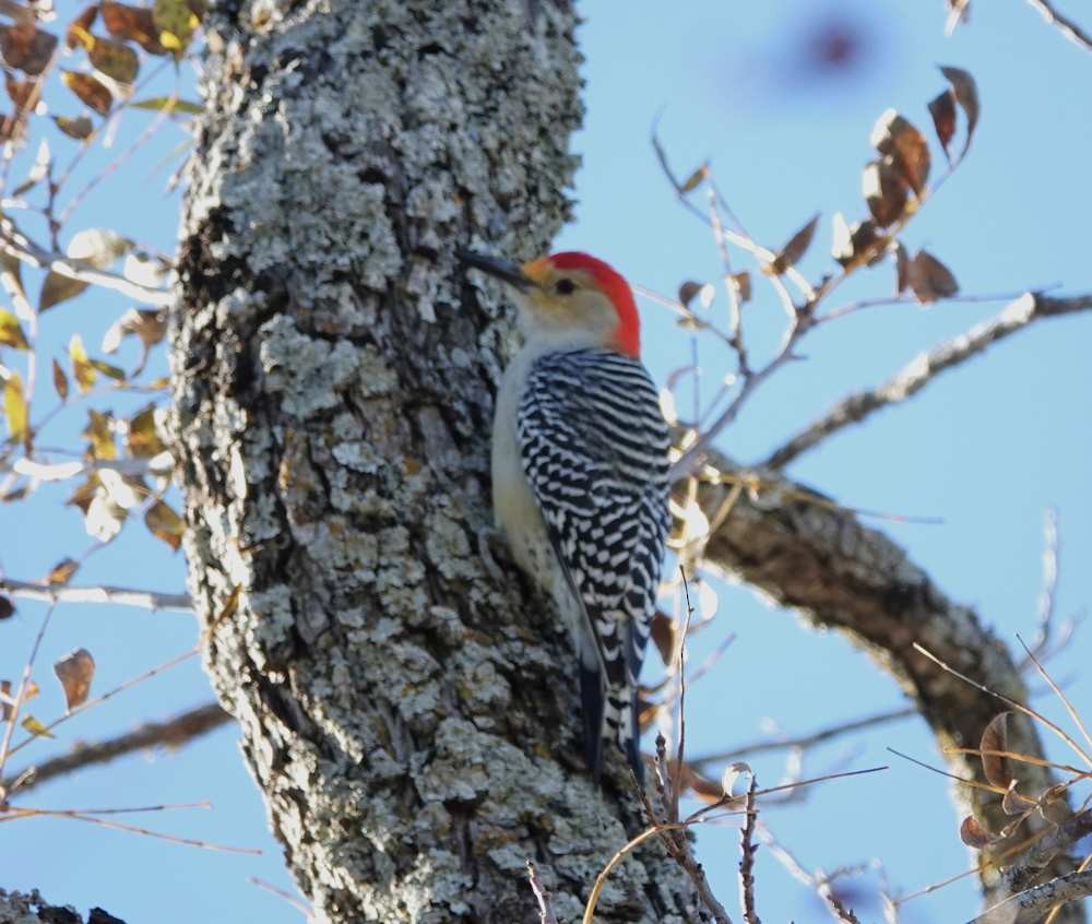 シマセゲラ - ML645823706