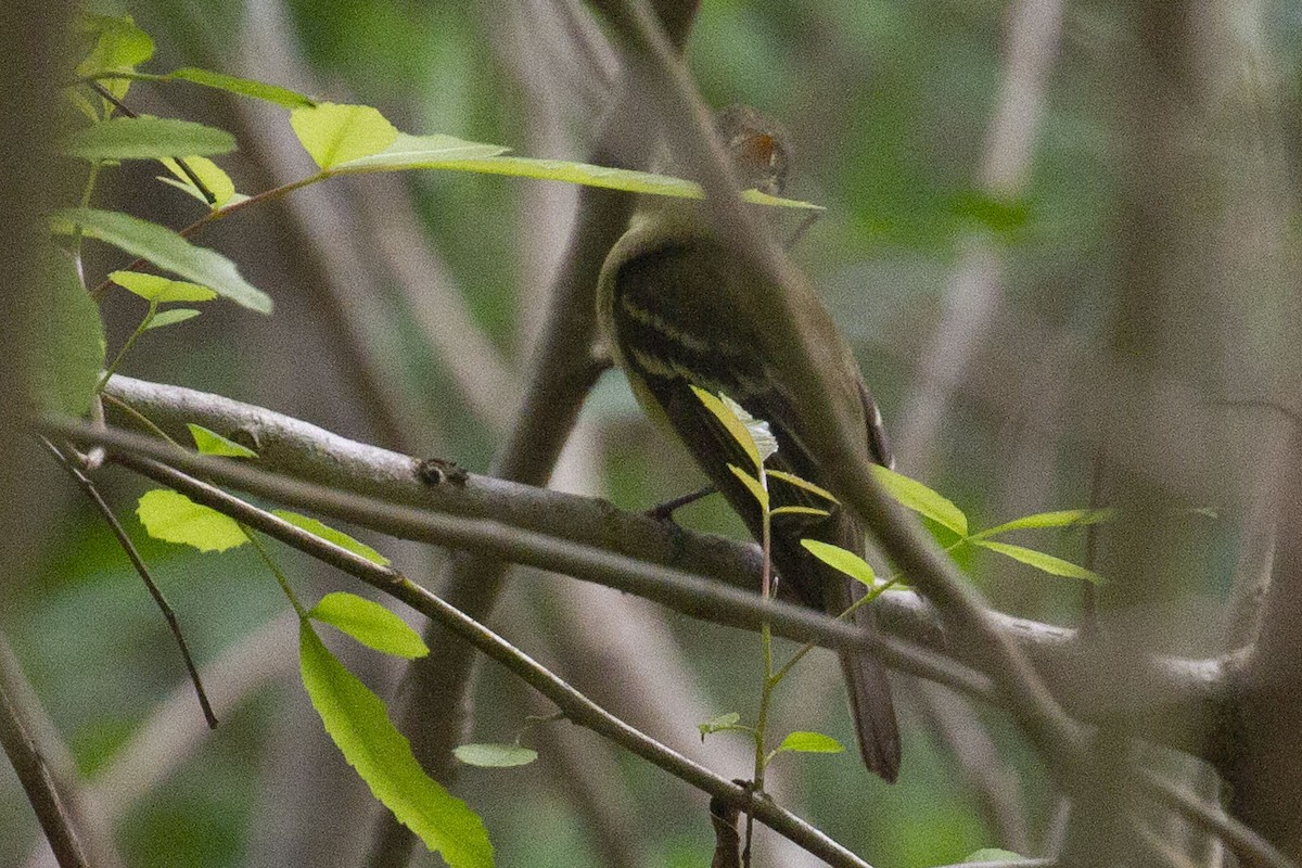 Western Flycatcher - ML645823707