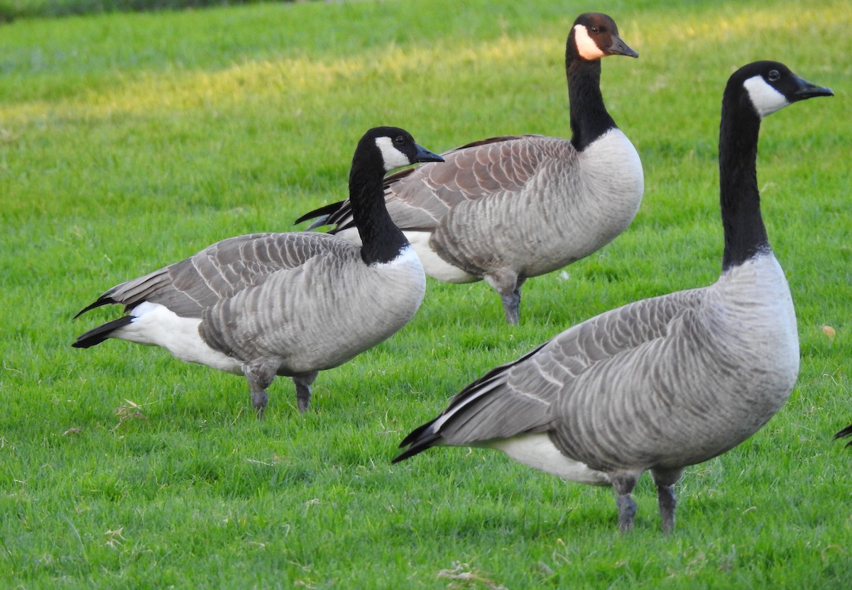 カナダガン - ML645823708