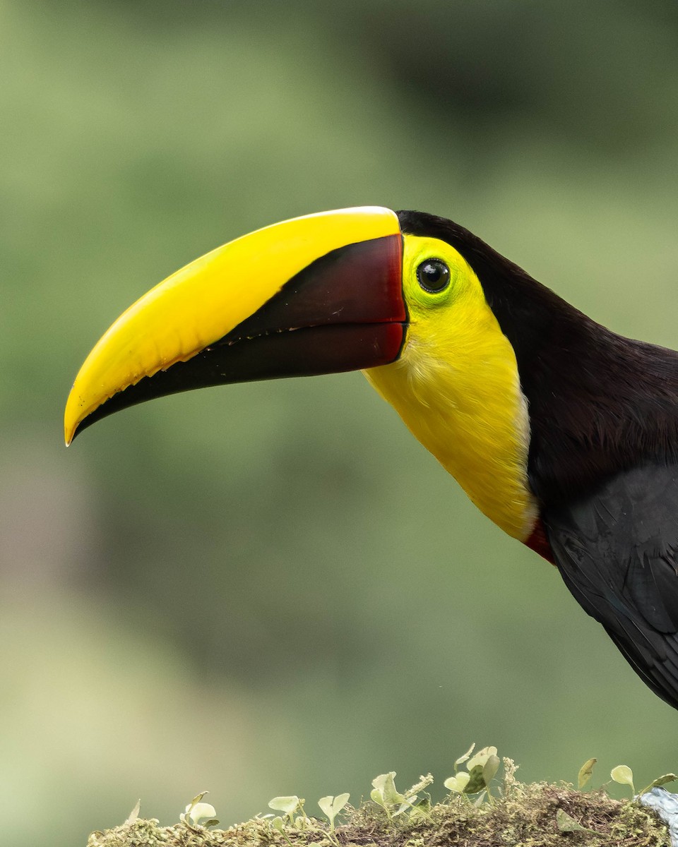 ニショクキムネオオハシ - ML645823709