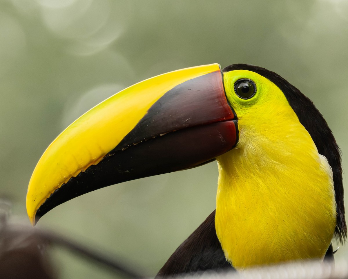 ニショクキムネオオハシ - ML645823710