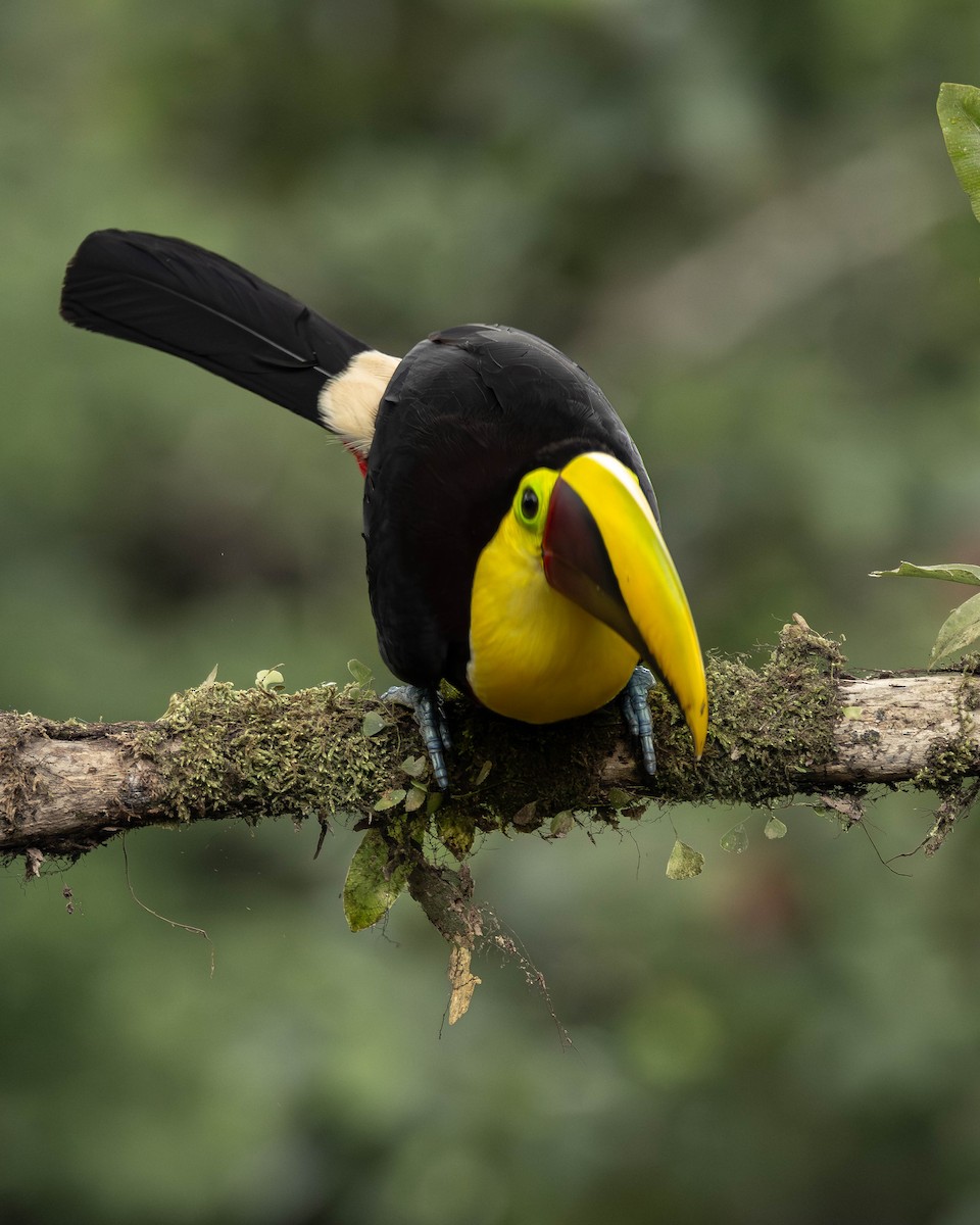 ニショクキムネオオハシ - ML645823711